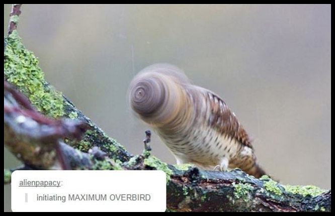 Obrázek Maximum Overbird