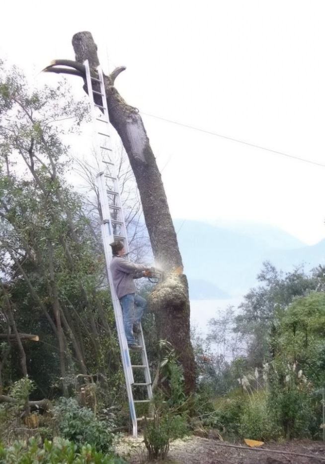 Obrázek MeanwhileInTree 