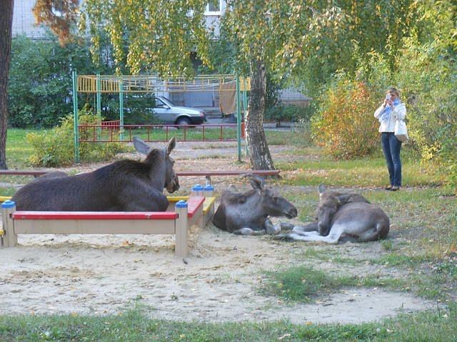 Obrázek Meanwhile in somewhere  