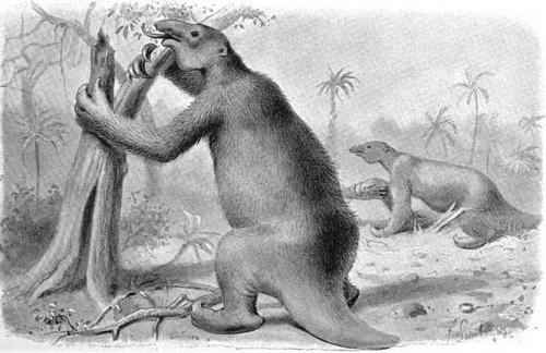 Obrázek Megatherium