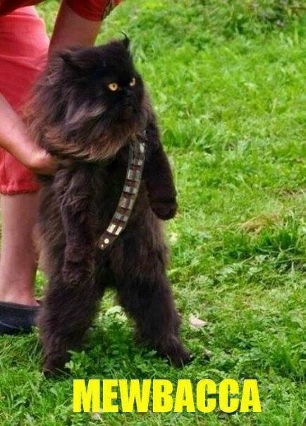 Obrázek Mewbacca