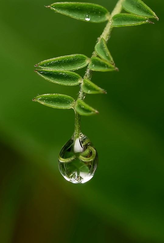 Obrázek Micro Macro photography3