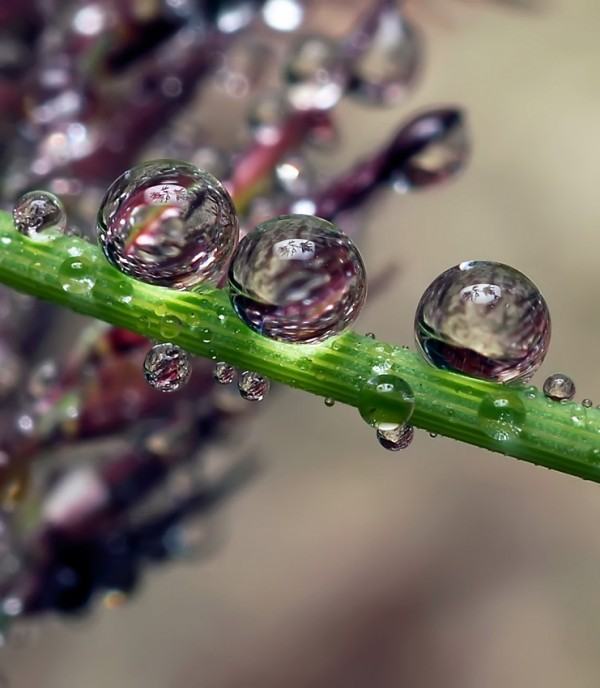 Obrázek Micro Macro photography4