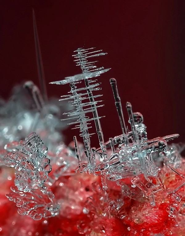 Obrázek Micro Macro photography5