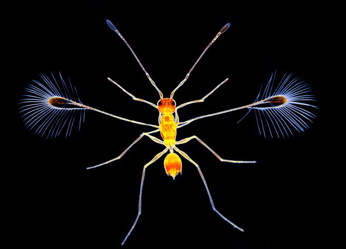 Obrázek Mikrokosmos - fairy fly wasp
