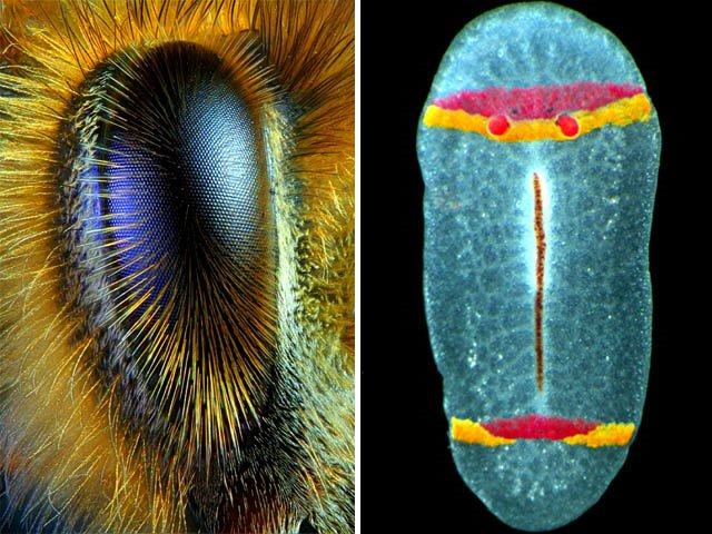 Obrázek Mikrokosmos - flatworm  28tasemnice 29