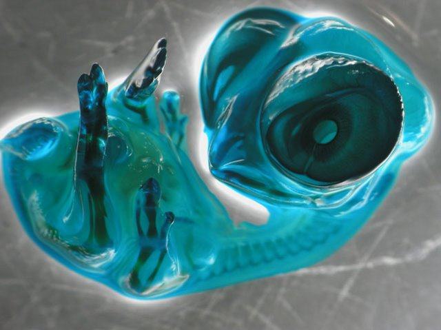 Obrázek Mikrokosmos - slepici embryo