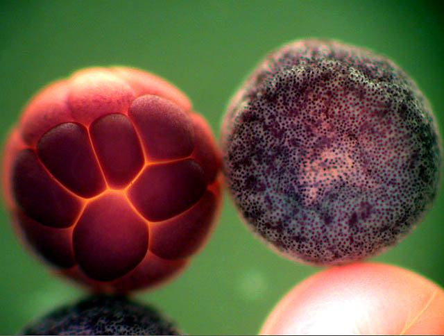 Obrázek Mikrokosmos - zabi embryo
