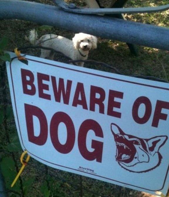 Obrázek Misleading Beware Of Dog Sign