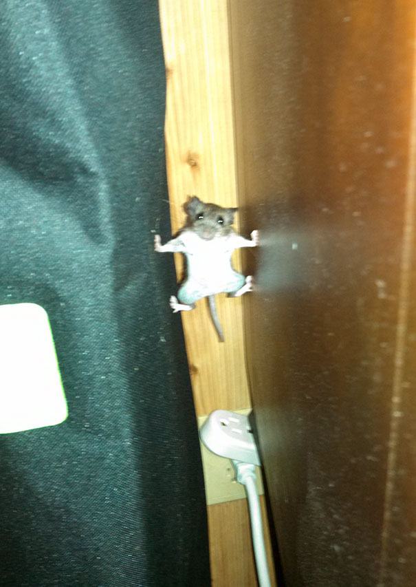 Obrázek Mission impostible mouse