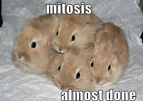 Obrázek Mitosis bunnies