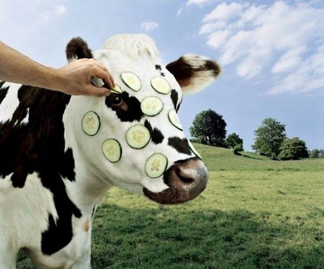 Obrázek Modern Cow