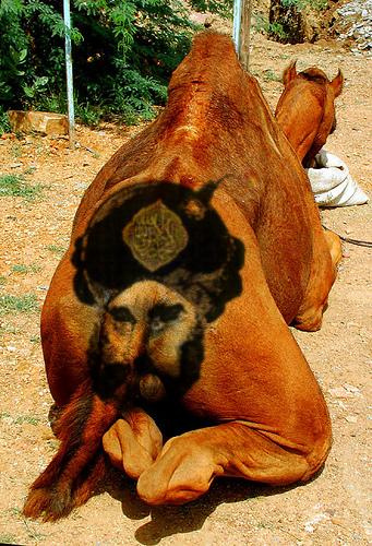 Obrázek Mohamedcamel