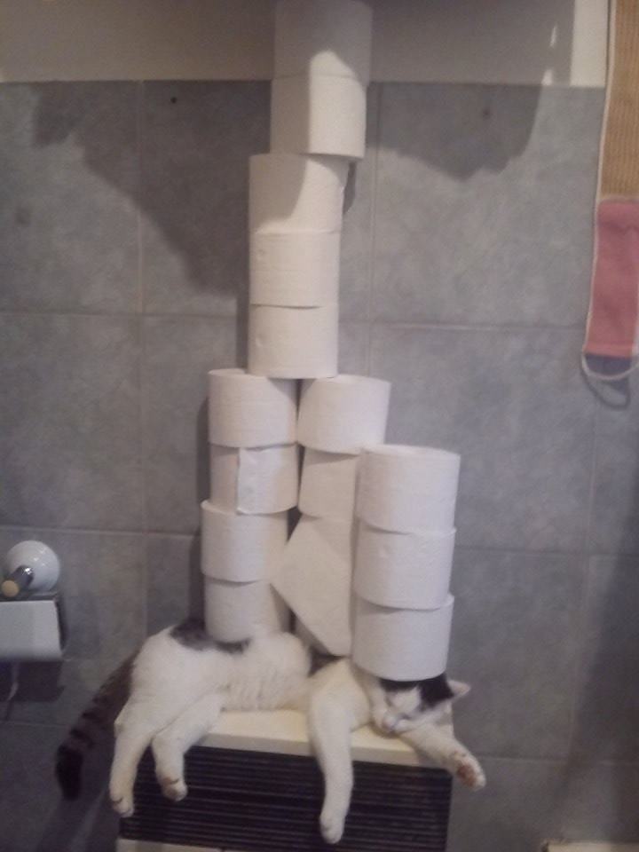 Obrázek Mom asked me to put the toilet paper on the shelf