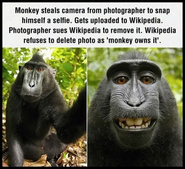 Obrázek Monkey Photo799