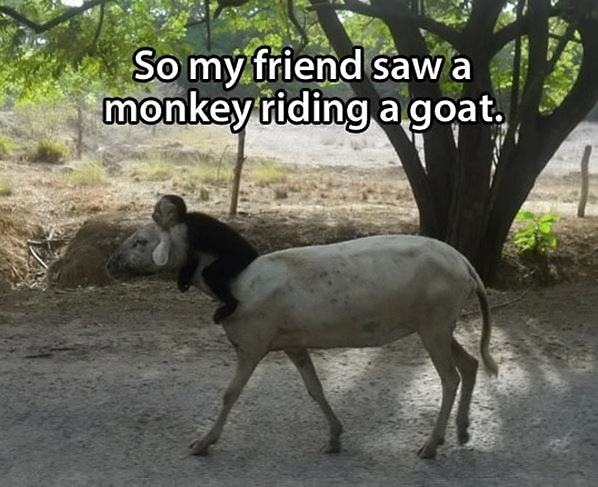 Obrázek Monkey Riding A Goat     
