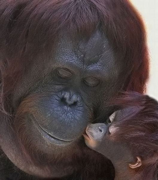 Obrázek Monkey kiss 