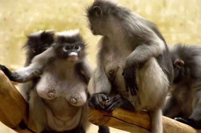 Obrázek Monkey nudes 10-01-2012