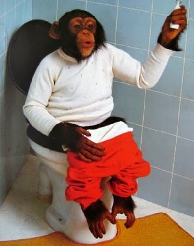 Obrázek Monkey on toilet