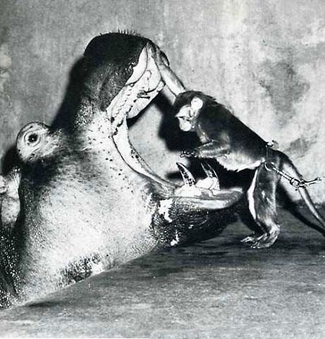 Obrázek Monkey vs hippo