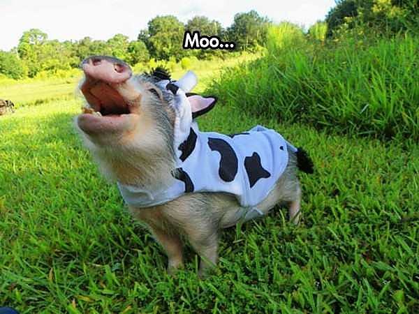 Obrázek Moo. . . . 