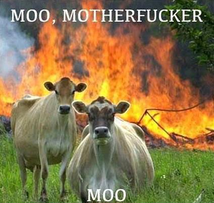 Obrázek Moo