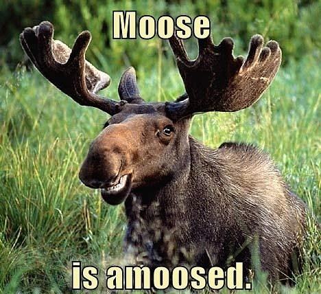 Obrázek Moose - 20-04-2012