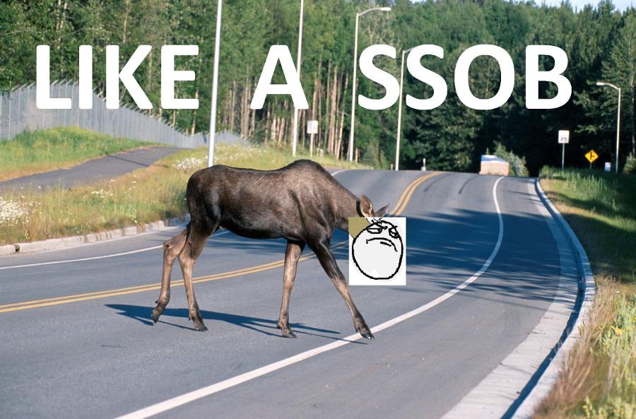 Obrázek Moose crossing a road