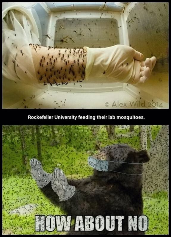 Obrázek Mosquito Feeding