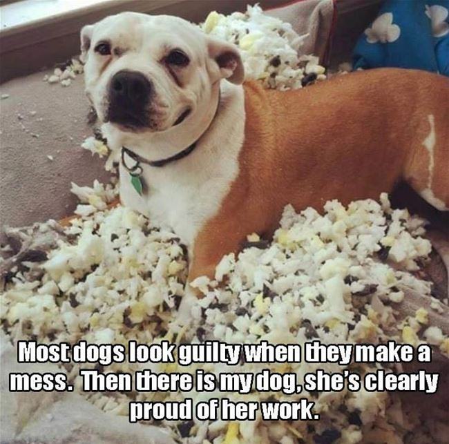 Obrázek Most Dogs Look Guilty