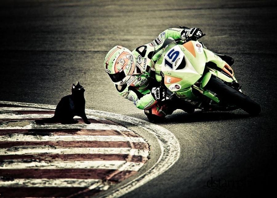 Obrázek Moto cat 29-01-2012