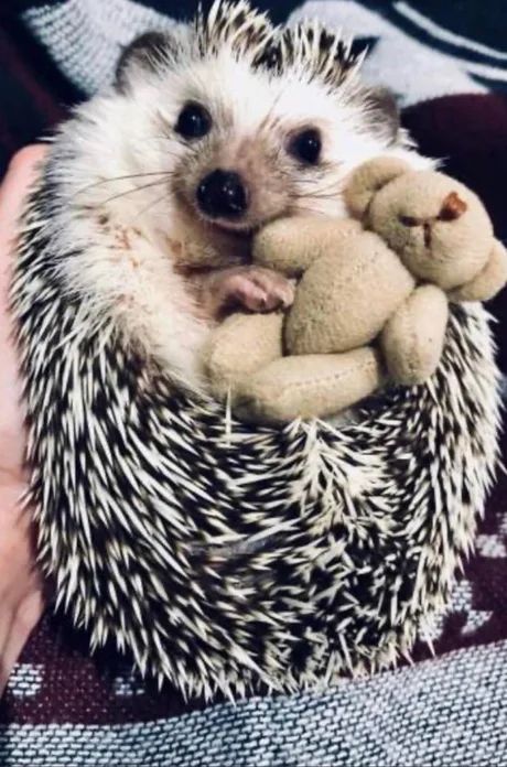 Obrázek Mr. Beans hedgehog