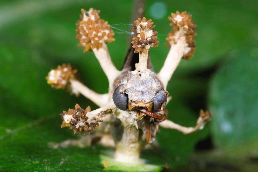 Obrázek Mravenec s parazitujici houbou