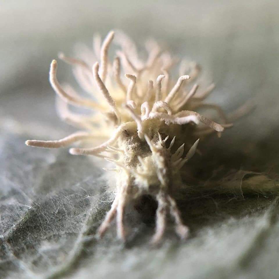 Obrázek Mura nakazena parazitujici houbou