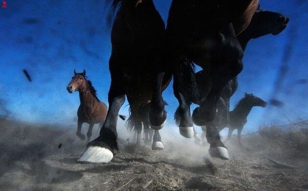 Obrázek Mustangs