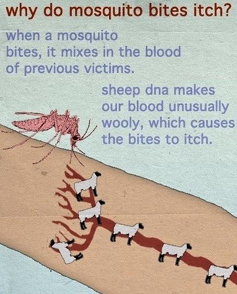 Obrázek My Mosquito Bite Is Baa-aa-aa-ad 27-03-2012