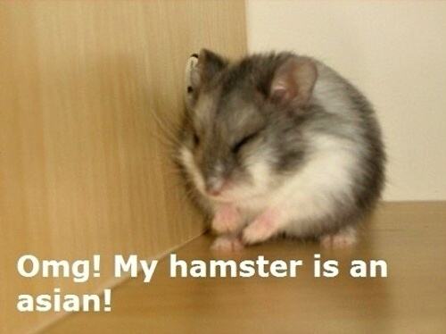 Obrázek My hamster