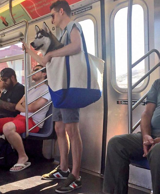 Obrázek NYC Subway Banned Dogs Unless They Fit In a Bag Dog Owners Did Not Disappoint