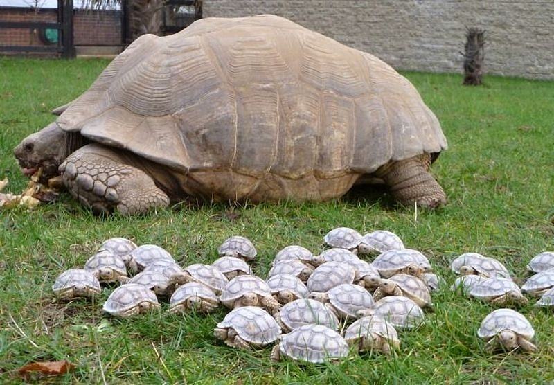 Obrázek Nasa rodinka - chyba tatko za rychlu jazdu sedi v zoo