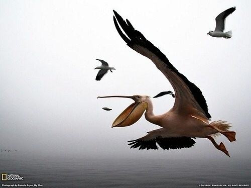 Obrázek National-Geographic-February-2011-1