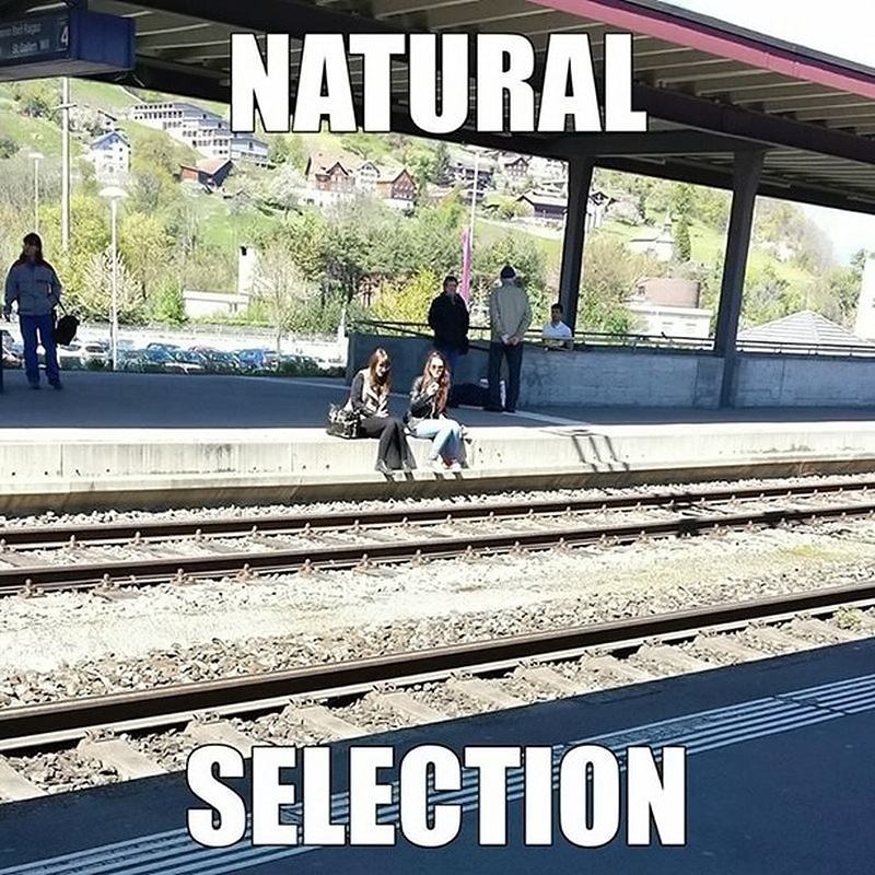 Obrázek NaturalSelection 