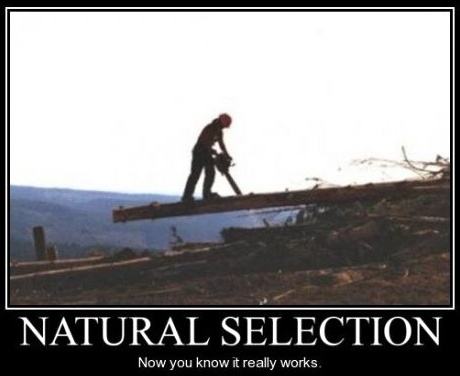 Obrázek Natural selection