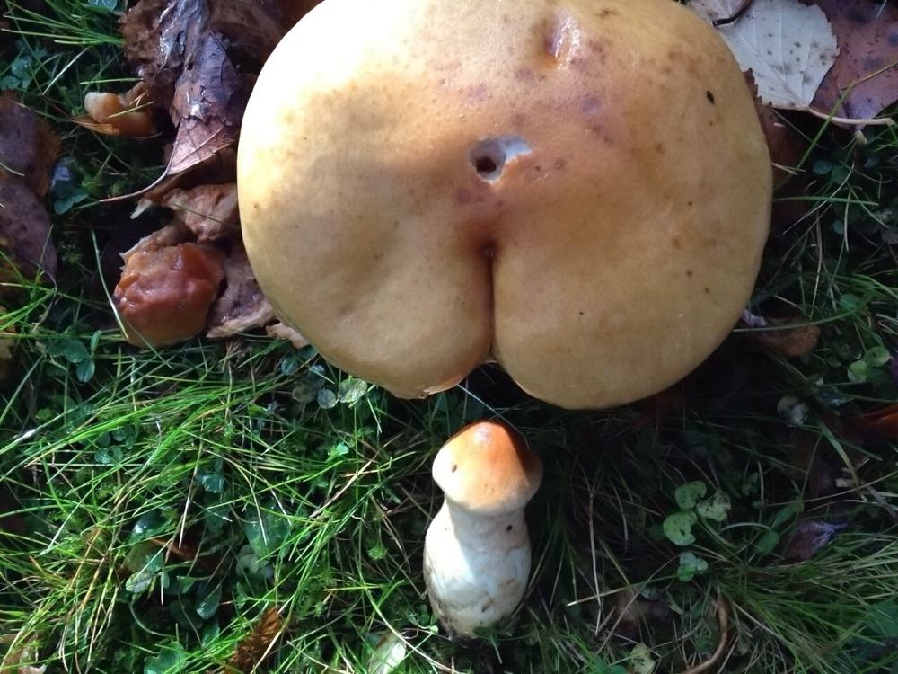Obrázek NatureBrazzers