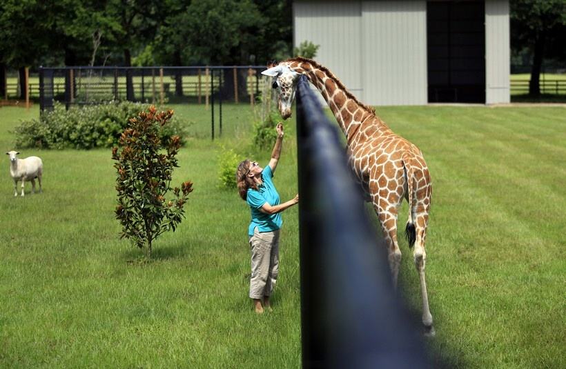 Obrázek Navstevnicka zoo k C5 95mi zirafu