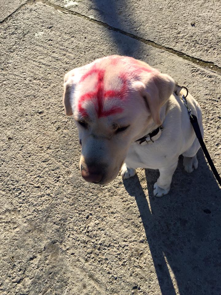 Obrázek Nazi dog