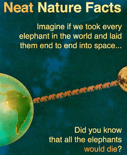 Obrázek Neat Nature Fact - Elephants 20-03-2012