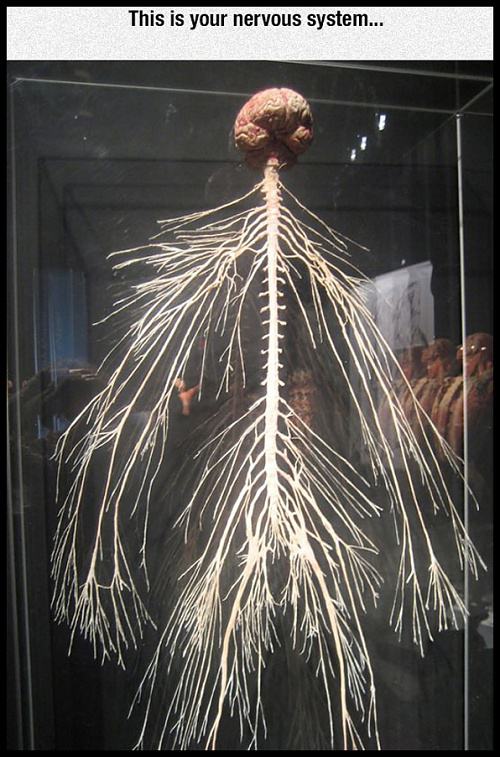 Obrázek Nervous System