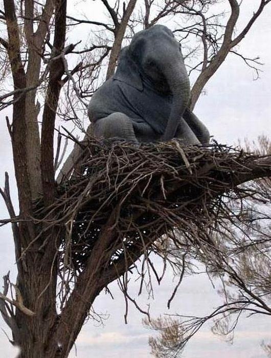 Obrázek Nest 06-01-2012