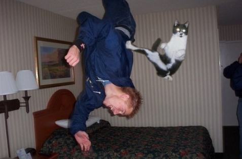 Obrázek Ninja cat