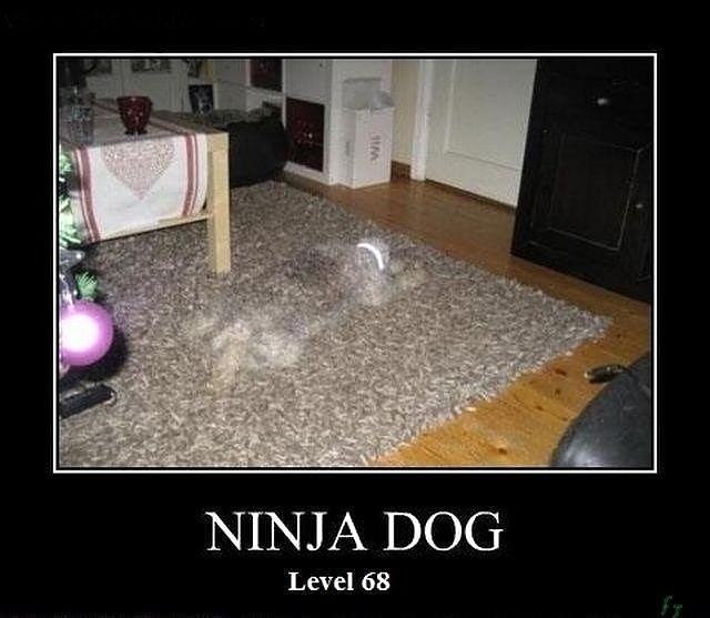 Obrázek Ninja dog 11-02-2012